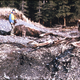 Illustration for article titled The Largest Earthquake In U.S. History Happened 50 Years Ago Today
